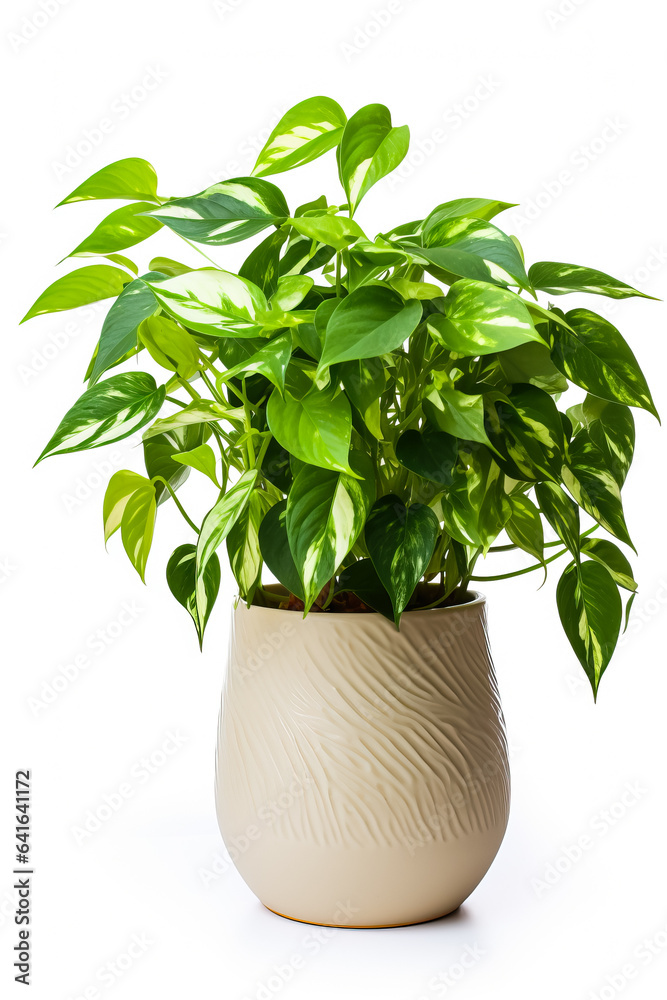 Pothos plant in ceramic pot isolated on white background Pothos plant in ceramic pot isolated on white background