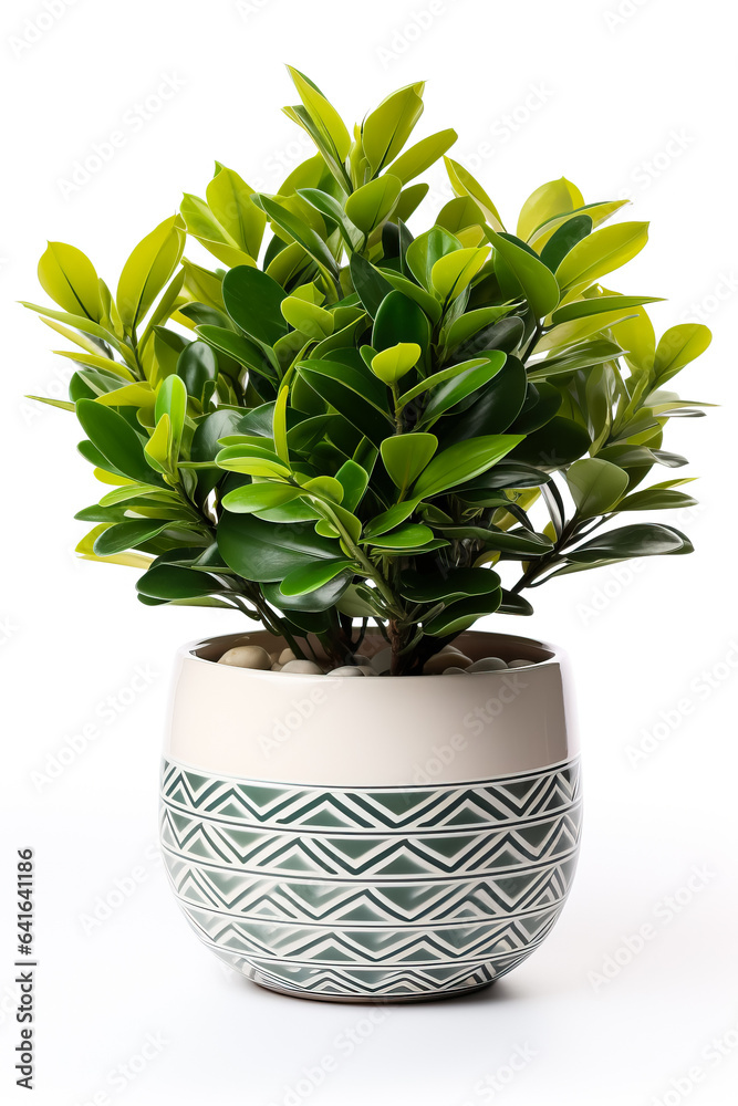 ZZ plant in ceramic pot isolated on white background ZZ plant in ceramic pot isolated on white background