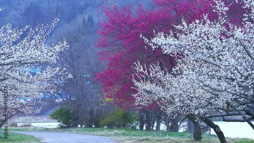日本の長野県のろうかく梅園の梅の木。