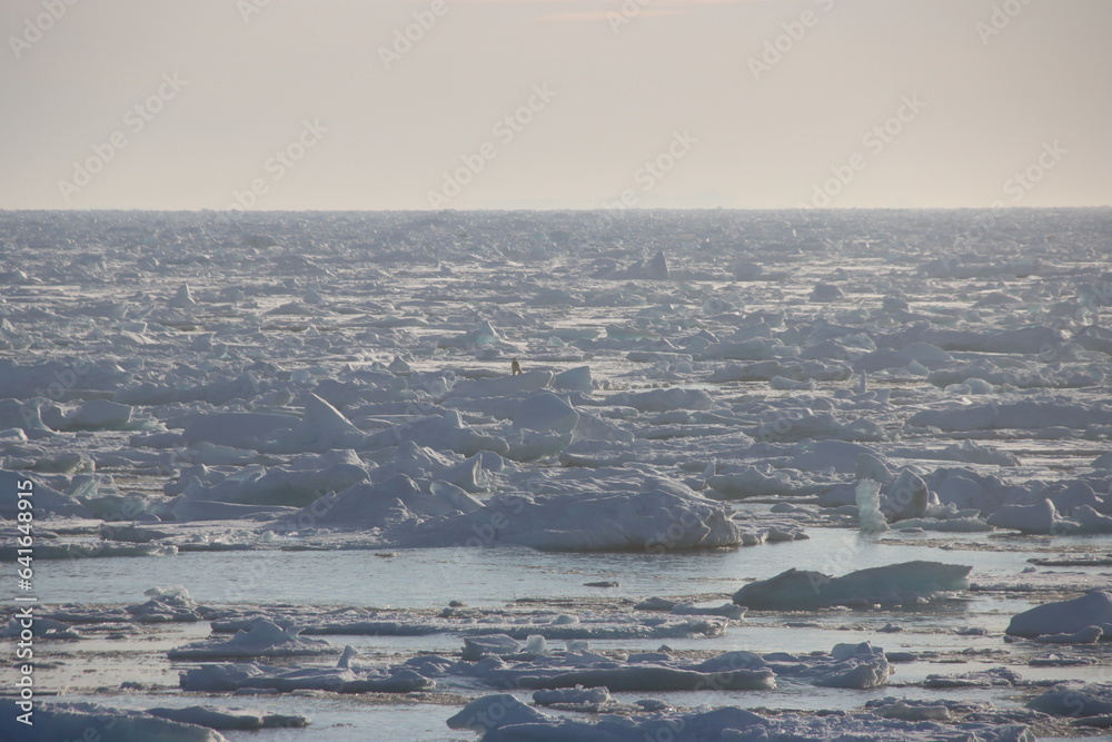 Distant view of a Polar Bear (Ursus maritimus) on an ice floe in the Arctic Ocean off the east coast of Greenland. Distant view of a Polar Bear (Ursus maritimus) on an ice floe in the Arctic Ocean off the east coast of Greenland.
