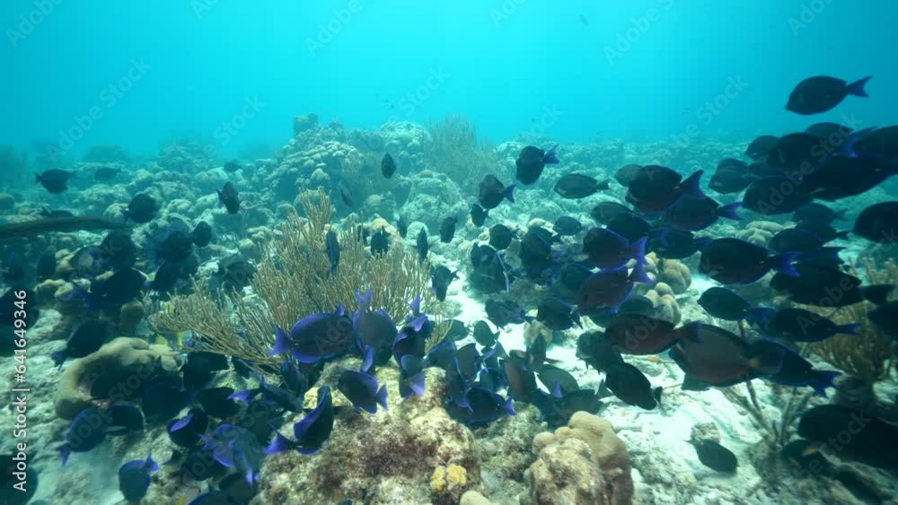 School of Blue Tang Surgeonfish in the Caribbean Sea School of Blue Tang Surgeonfish in the Caribbean Sea