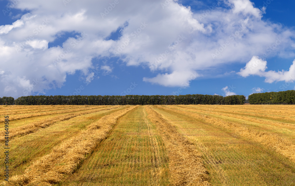 Harvesting bread, field and beautiful blue sky with white clouds, autumn