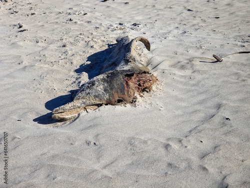 Dead Dolphin on a beach in County Donegal, Ireland photo