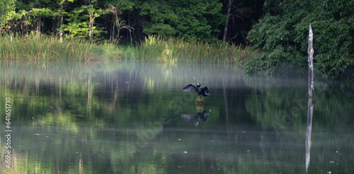 朝もやの池に体を休める野鳥 茶臼山高原