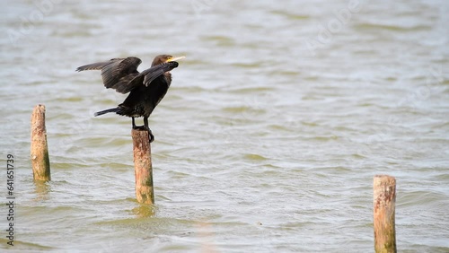 A cormorant perched elegantly, wings spread, on a wooden log at Etang de Berre, a peaceful pond in the scenic South of France. Bird in his natural habitat