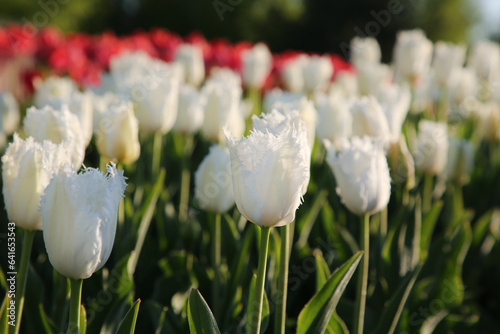 Beautiful white tulip flowers growing in field on sunny day  closeup
