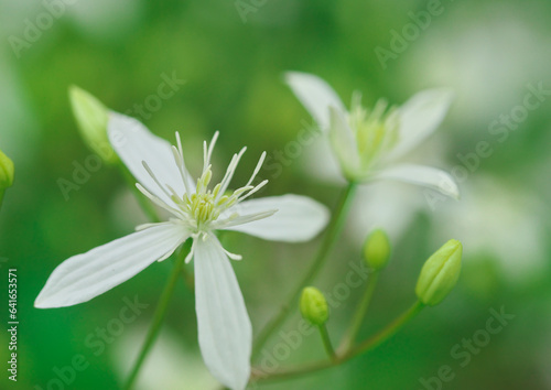 センニンソウの花