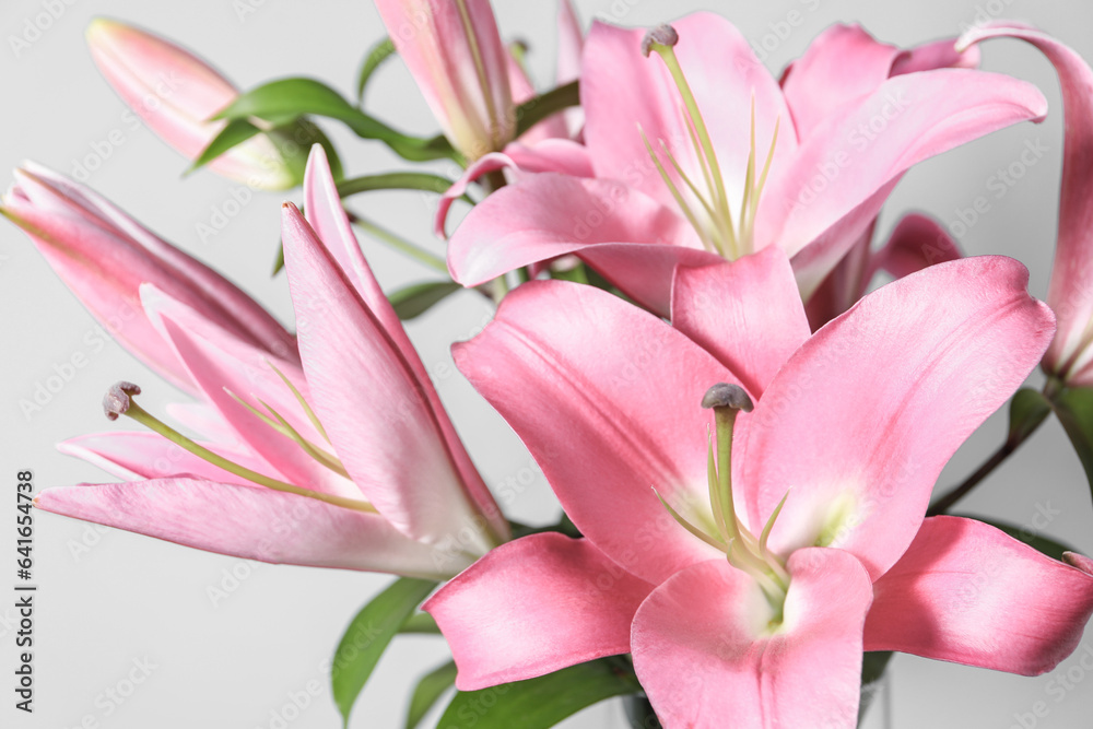 Beautiful pink lily flowers on light background, closeup