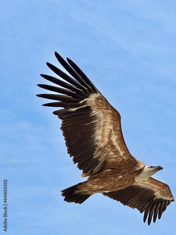 Fototapeta premium Griffon vulture in the air.