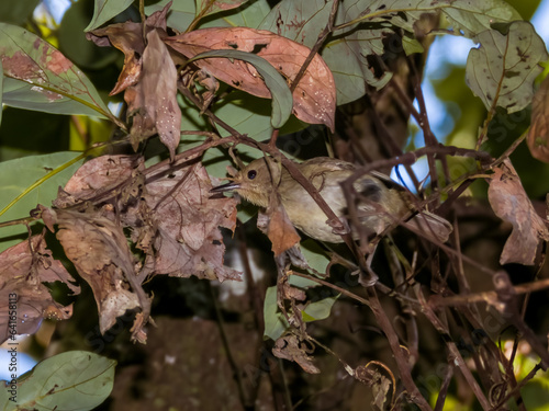 Large-billed Scrubwren in Queensland Australia photo