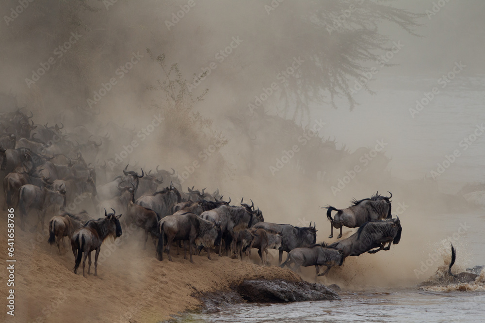 Wildebeest Migration Across River