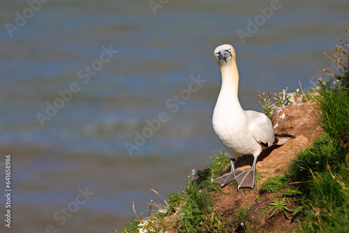 Northern Gannet in the sun, making friendly eye contact looking at the camera from the cliffs by the sea. Standing on its webbed feet with pale yellow-green stripe down each toe. Comical with Space