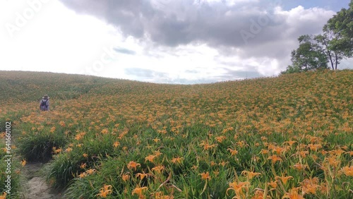 Landscape View Of The Beautiful Tiger Lilies (Daylily) Garden Blooming On The Hill Of Chi Ke Shan (Chike Shan), Yuli, Hualien, Taiwan photo