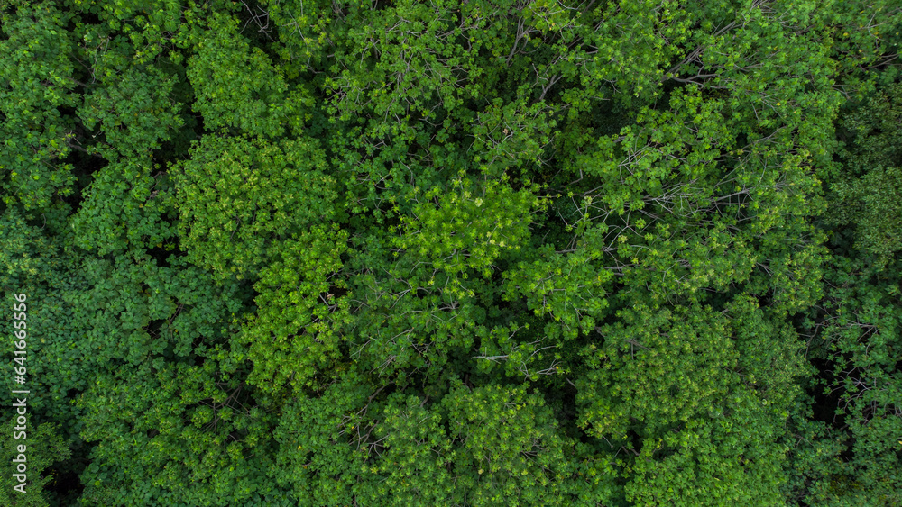 Aerial photo of tropical forest in Aceh Province, Indonesia.