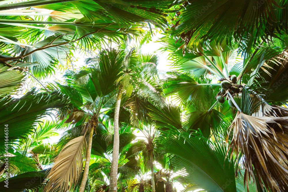 View from below of Vallee de Mai palm forest, Praslin island, Seychelles.