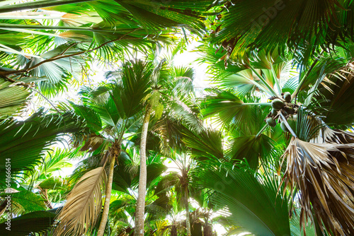 View from below of  Vallee de Mai palm forest,  Praslin island, Seychelles. photo