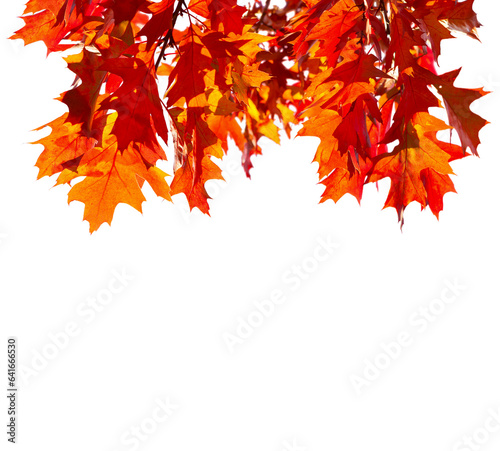  Branches with colorful autumn leaves isolated on white background. Northern Red Oak. Selective focus.
