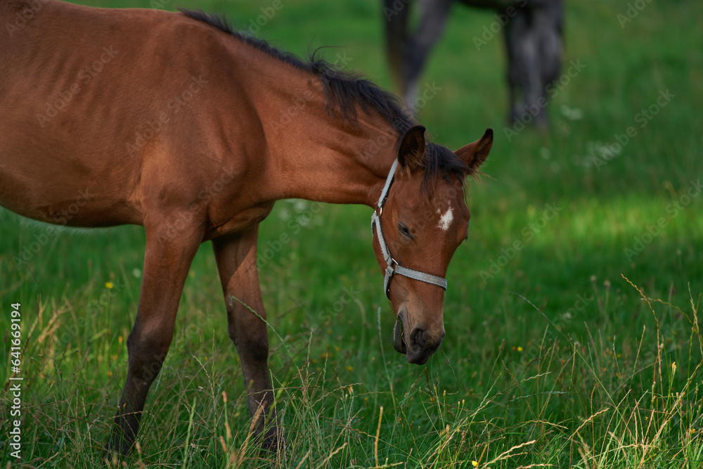 Red horse with the long mane in the field against the sky. horse farm Red horse with the long mane in the field against the sky. horse farm