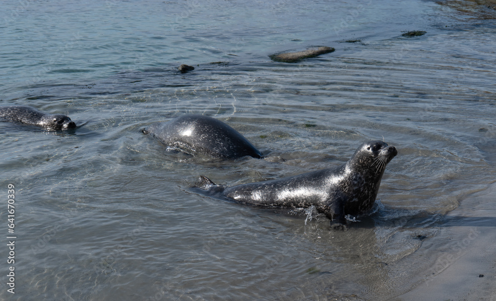 Fototapeta premium seal on the beach