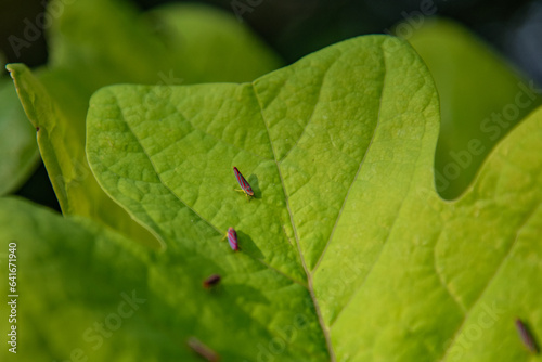 Leafhoppers on a young tulip poplar leaf
