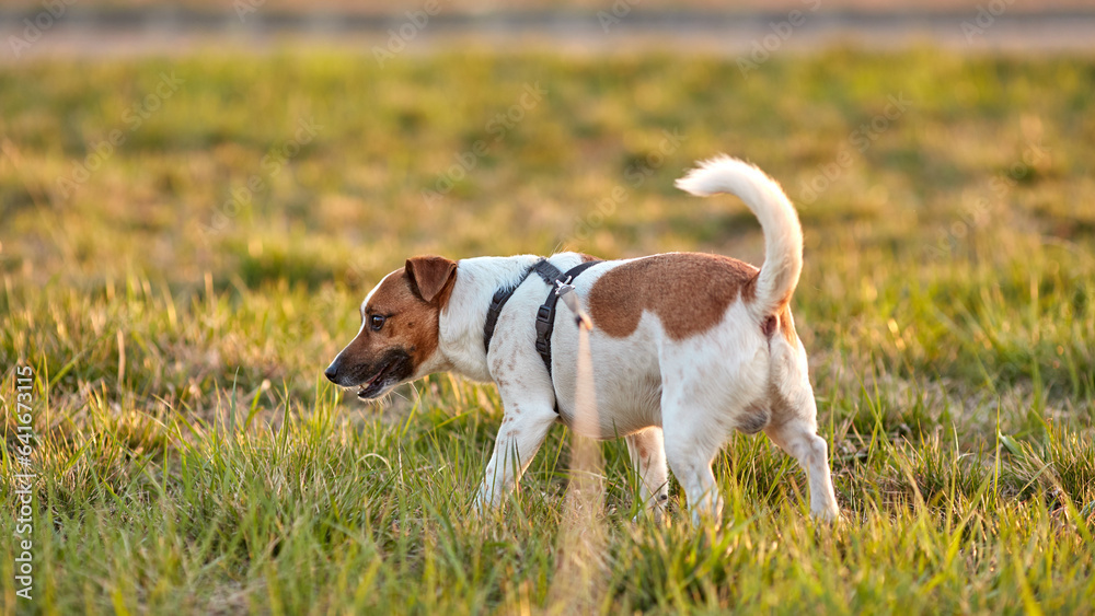Jack Russell dog walking in the park at sunset.