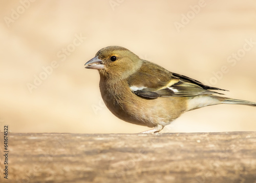 Female Common Chaffinch feeding on sunflower seed