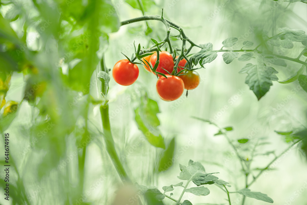 Cherry tomatoes growing in a greenhouse. A fresh bunch of red natural tomatoes on a branch in an organic vegetable garden. Blurred background and a place to copy. High quality photo