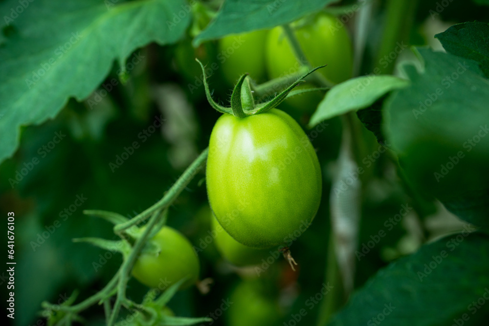 Branches with unripe tomatoes in greenhouse. Selective focus. Shallow depth of field.