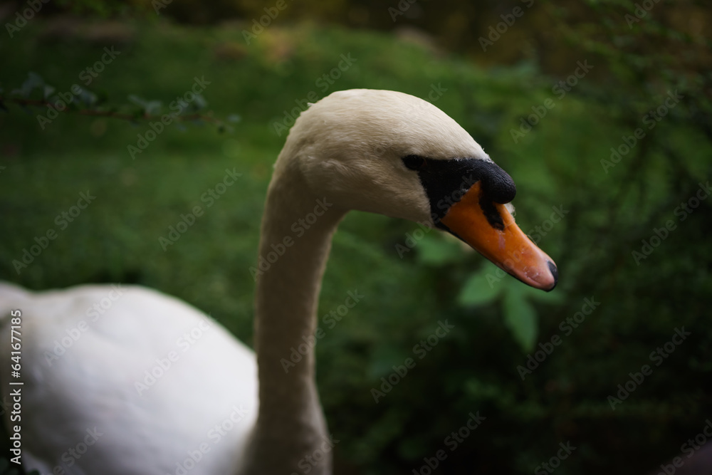 portrait of a white swan on a background of green grass in the park portrait of a white swan on a background of green grass in the park
