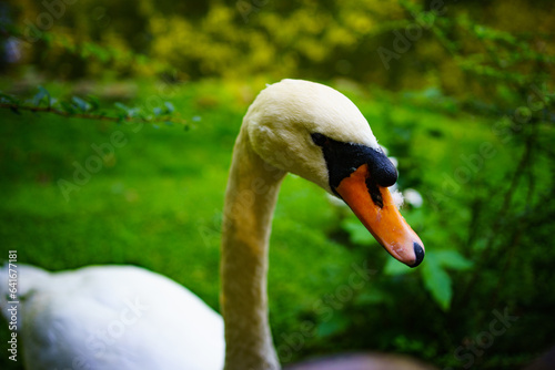 Fototapeta Naklejka Na Ścianę i Meble -  close up portrait swan on the lake
