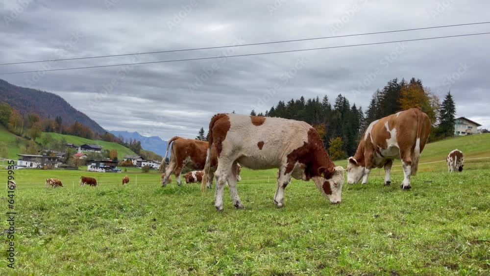 Brown and white cows peacefully eating grass on green fields under cloudy sky. Livestock grazing in Alps mountains Brown and white cows peacefully eating grass on green fields under cloudy sky. Livestock grazing in Alps mountains