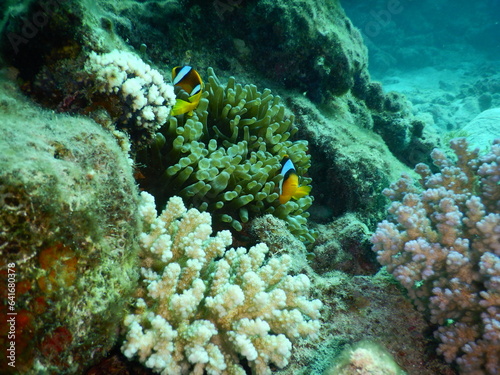 Fototapeta Naklejka Na Ścianę i Meble -  Clownfish or anemonefish