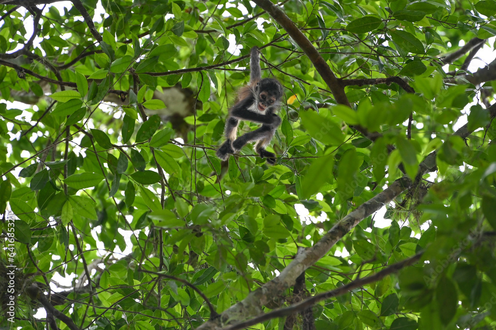 Fototapeta premium monkey is playing in the trees at the historical maya site of calakmul, campeche, mexico