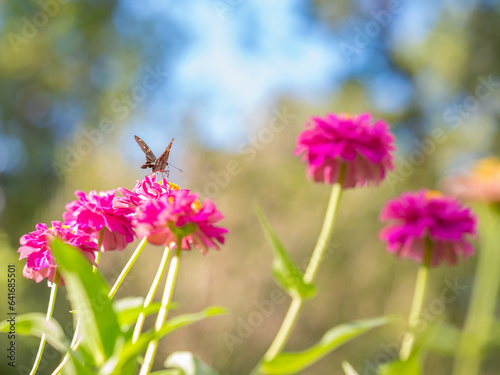 Schilderij op canvas A butterfly visits the bright blooms of zinnia plants in the sunshine
