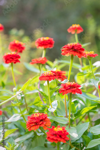 Bright red zinnia plants growing in the sunshine.