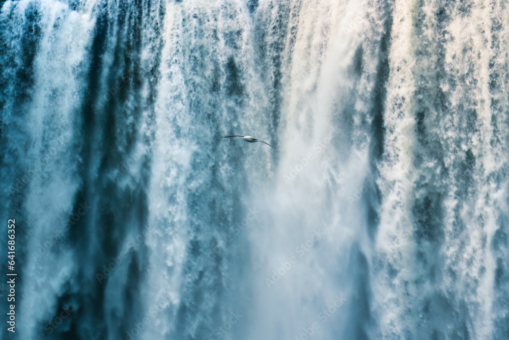 Seagull bird flying near the powerful waterfall flowing in summer at Iceland Seagull bird flying near the powerful waterfall flowing in summer at Iceland