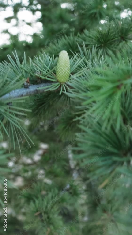 Young green larch cones on a tree branch and green summer needles. Young green larch cones on a tree branch and green summer needles.