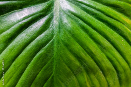 Tropical green leaf monocotyledon nature background photo