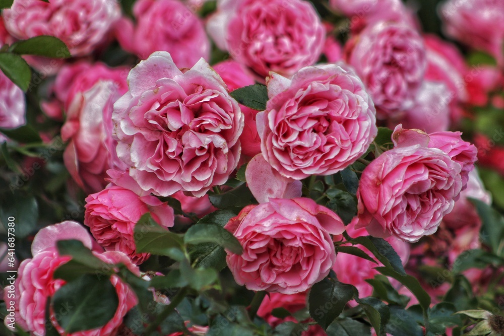Red roses Bylando floribunda in the garden Red roses Bylando floribunda in the garden