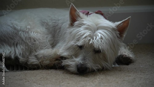 Westie laying around on the floor trying to fall asleep photo