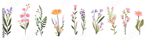 Wild flowers set. Floral herbal plants with blue blooms photo