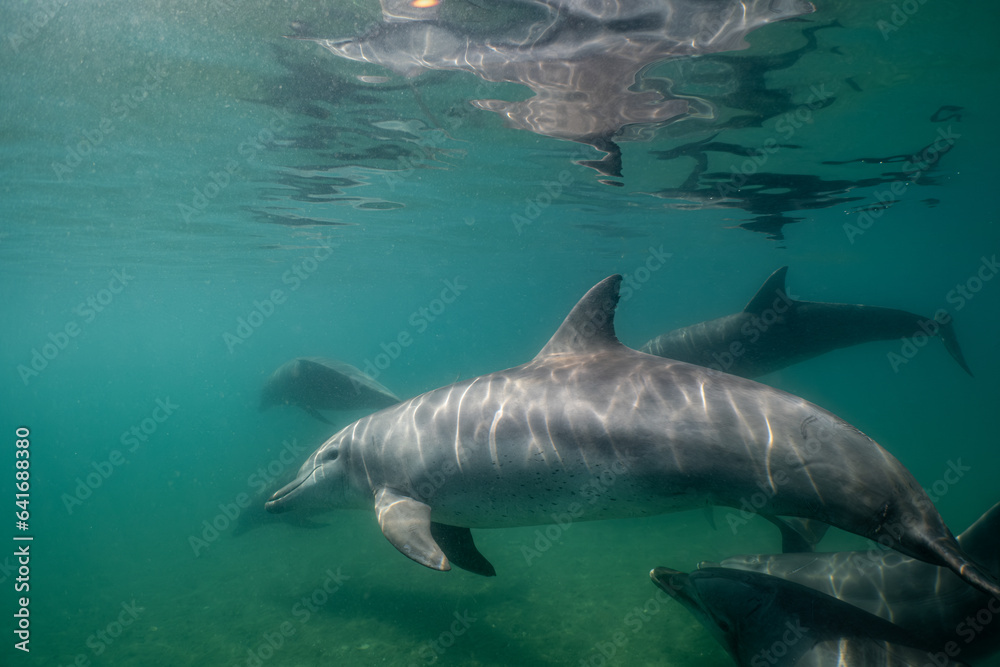 Naklejka premium dolphin