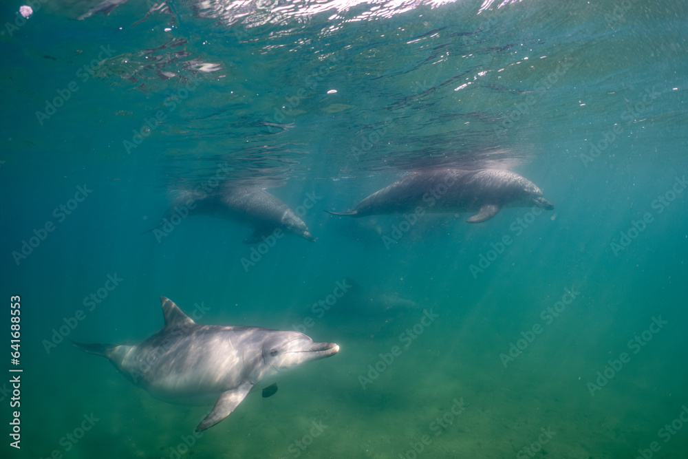 Fototapeta premium dolphin