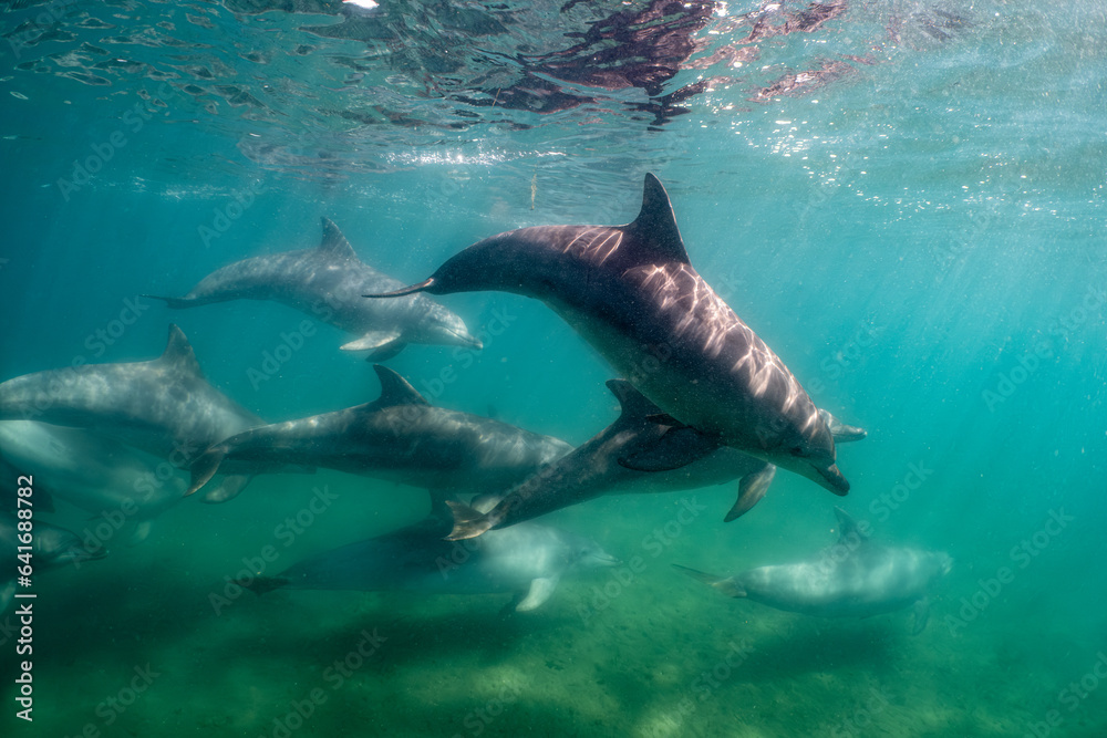 Fototapeta premium dolphin
