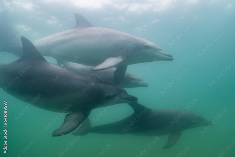 Obraz premium dolphin