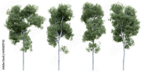 Birch tree on isolated background. 3d rendering of forest scape objects.