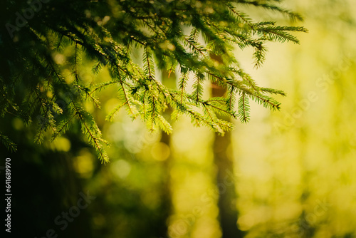 Lush green branches of spruce trees illuminated by the rays of the sunrise on a summer day. The beauty of coniferous trees in the taiga forest ecosystem. Forest ecosystems, biodiversity, and climate.
