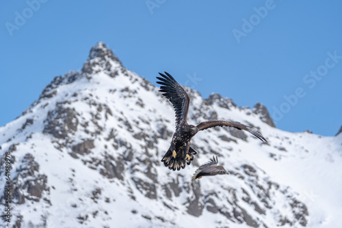 Haliaeetus albicilla, aquila di mare coda bianca, Lofoten