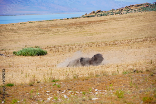 antelope island state park and the great salt lake in Utah	 photo