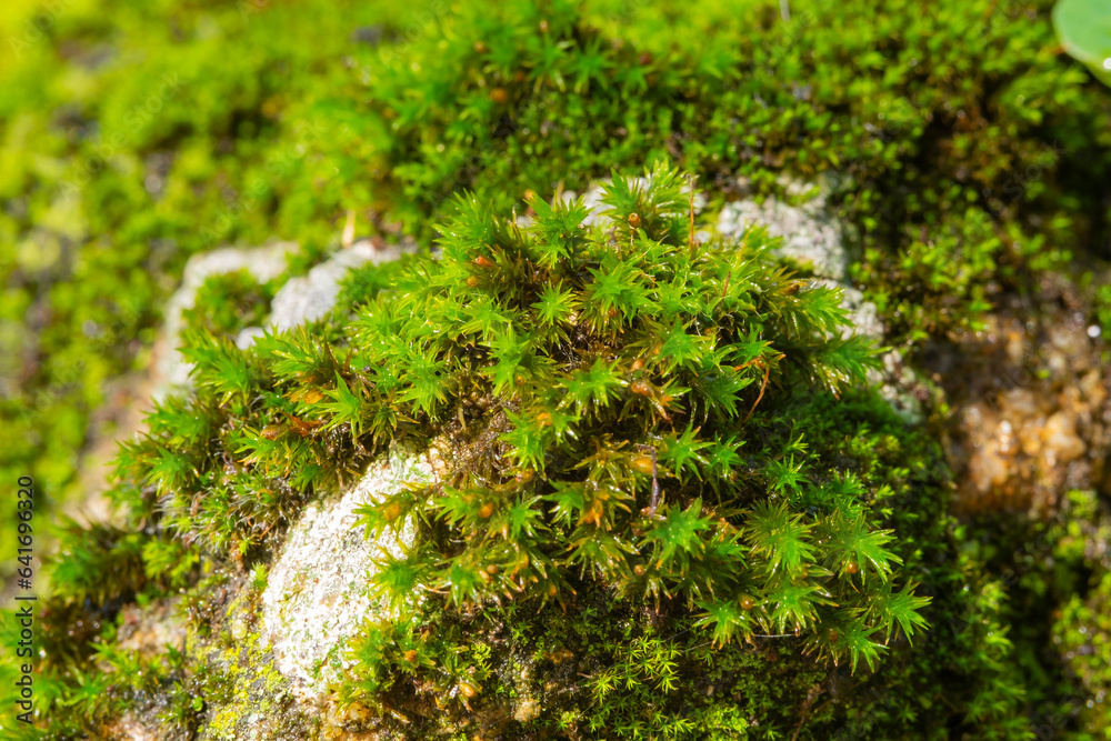 Obraz premium The integrity of the forest, national park. Beautiful green moss on the floor, moss close-up, macro. Beautiful background of moss with sunlight